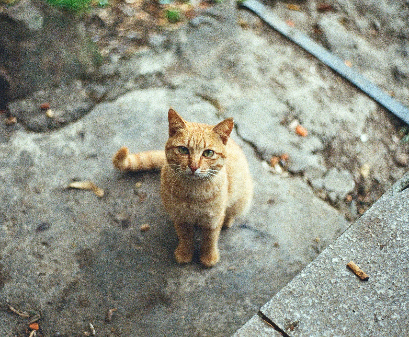 Hay un gato callejero en la montaña — 光阴的故事 · Nikon FE2 · Kodak UltraMax 400