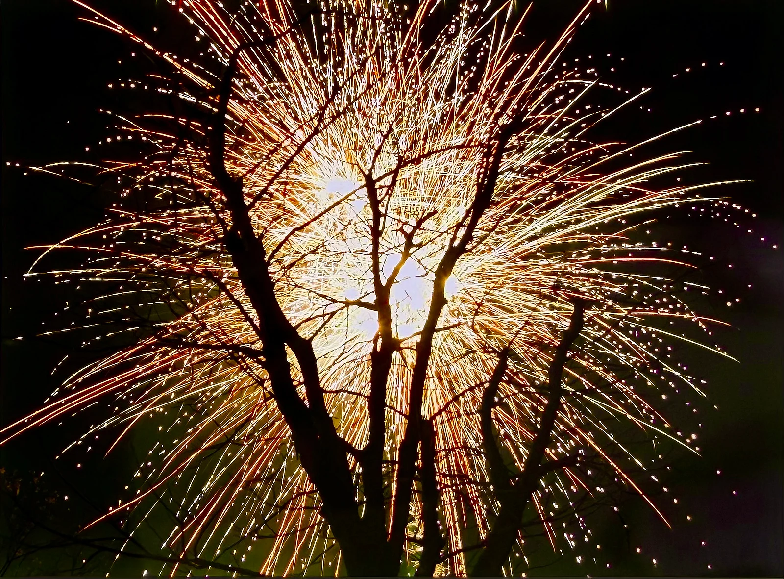荒木の開花 — Jason Lu · Bornica etrsi · Fijifilm Provia III