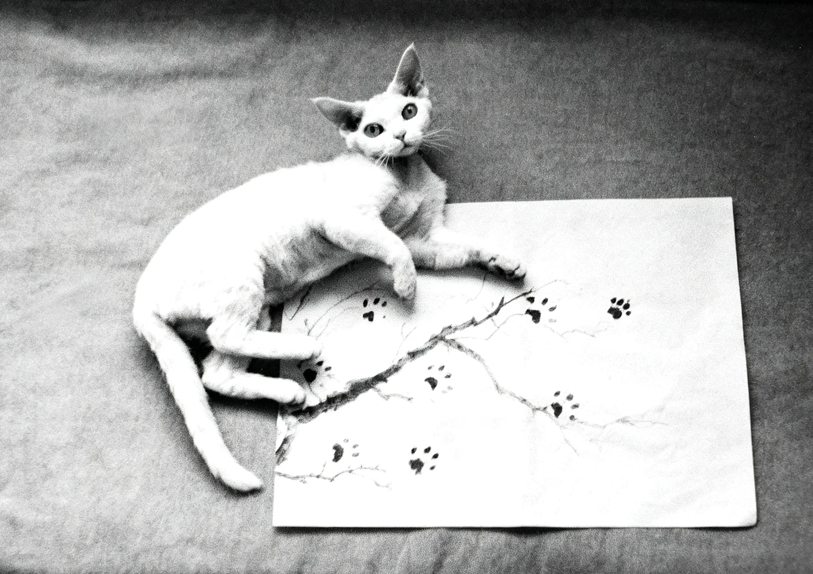 Ameixeira em tinta — 石头 · Rollei Rolleiflex 3.5F · Lucky SHD 100