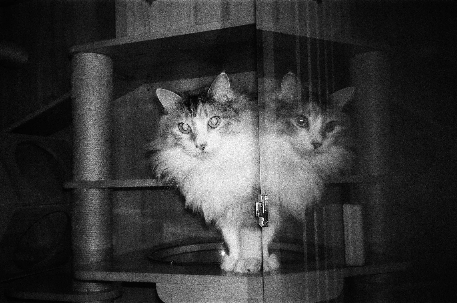 Gato cariñoso — 灰灰 · Olympus mju-I · Fomapan 400 Action