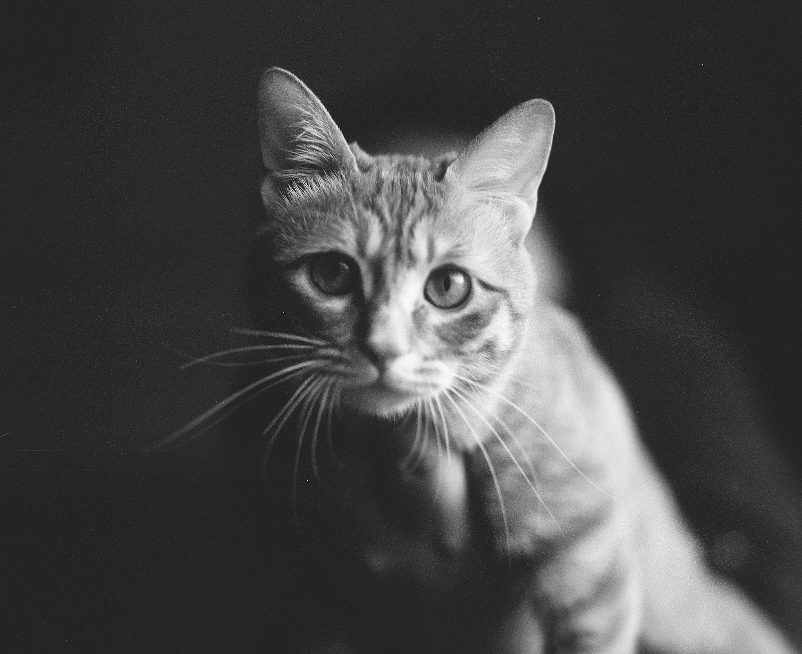 O gato da minha irmã mais velha — juuo · Mamiya RB67 Pro · Lucky SHD 400