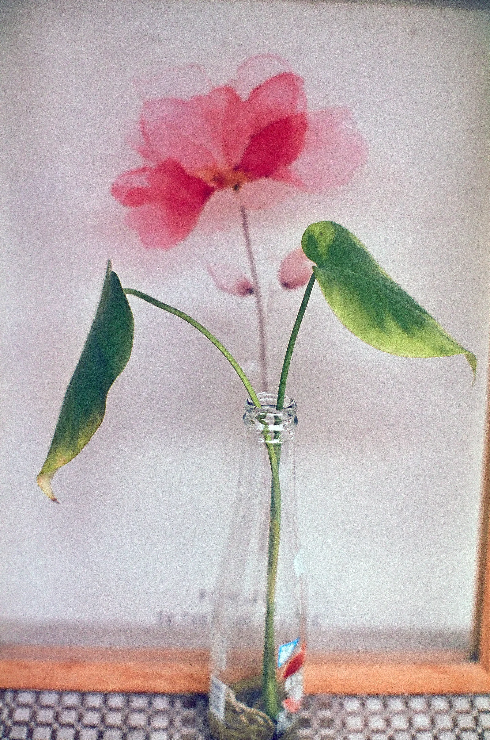 Hoa trong bình — 董谢涛 · Nikon FE2 · Lucky C200