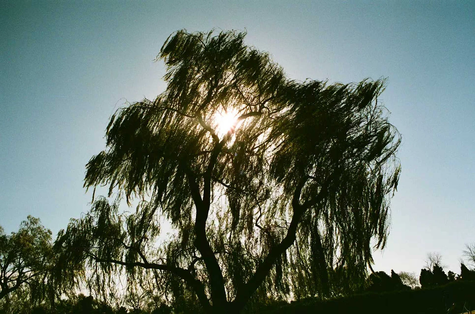 風 — 流水今日 明月前身 · Canon AV-1 · ラッキーC200
