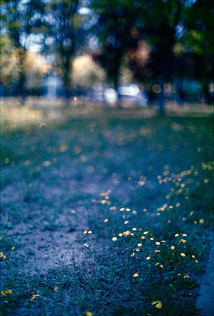 Campo de flores — 自由park · Nikon FA · Fujifilm 400