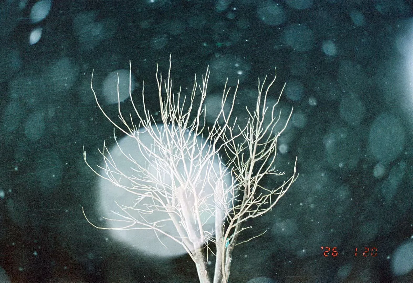 Está nevando — 阿鱼 · Nikon F80 · Kodak Portra 400