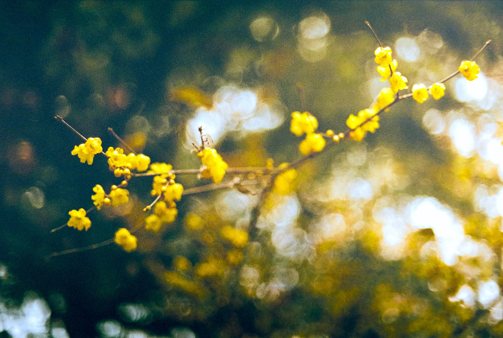 蝋梅の花咲く — 柿子还得挑远的捏 · Nikon F · Lucky C200