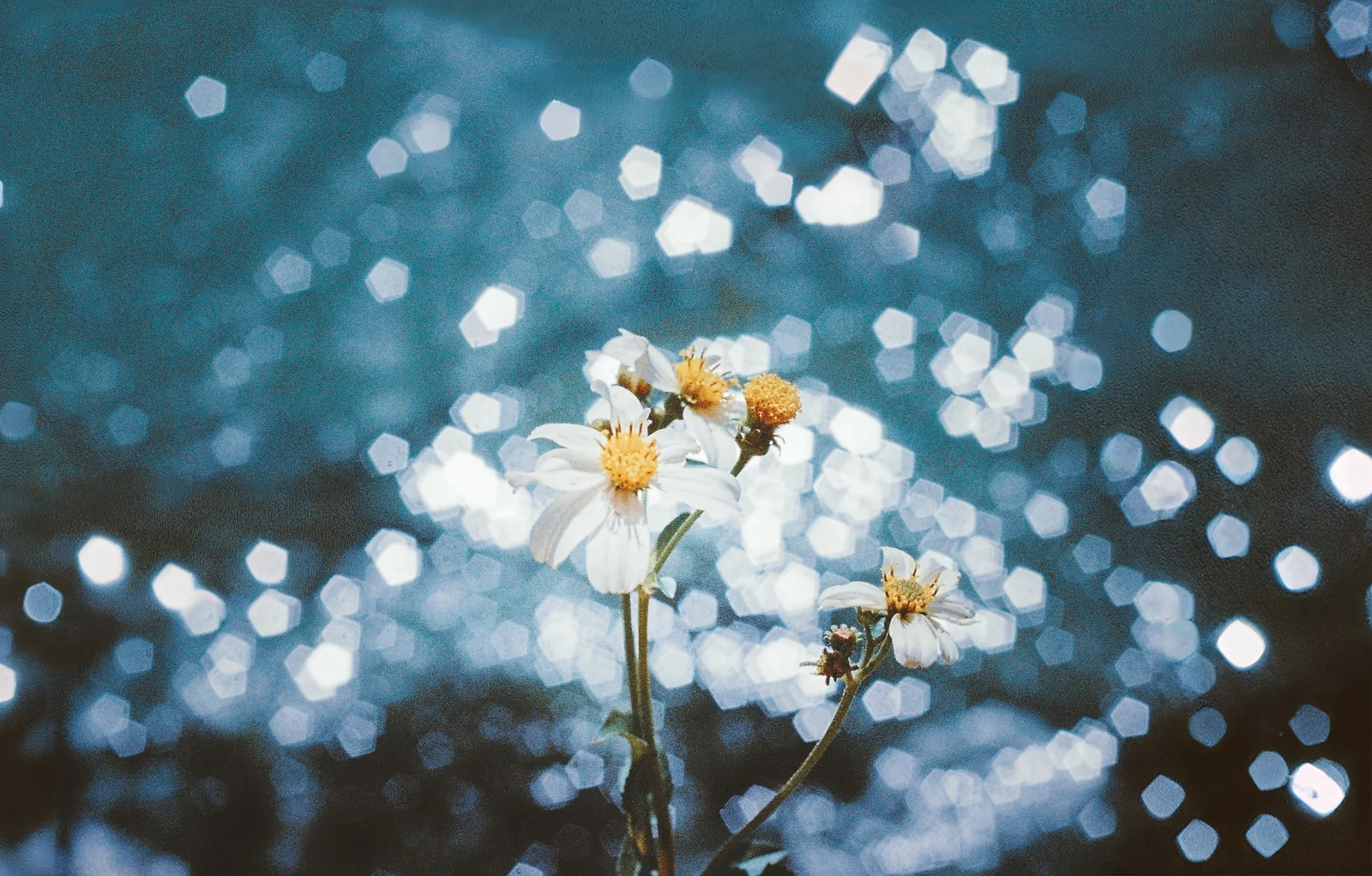 Star Flower — 羽禾 · Canon kiss2 · kodak cp200