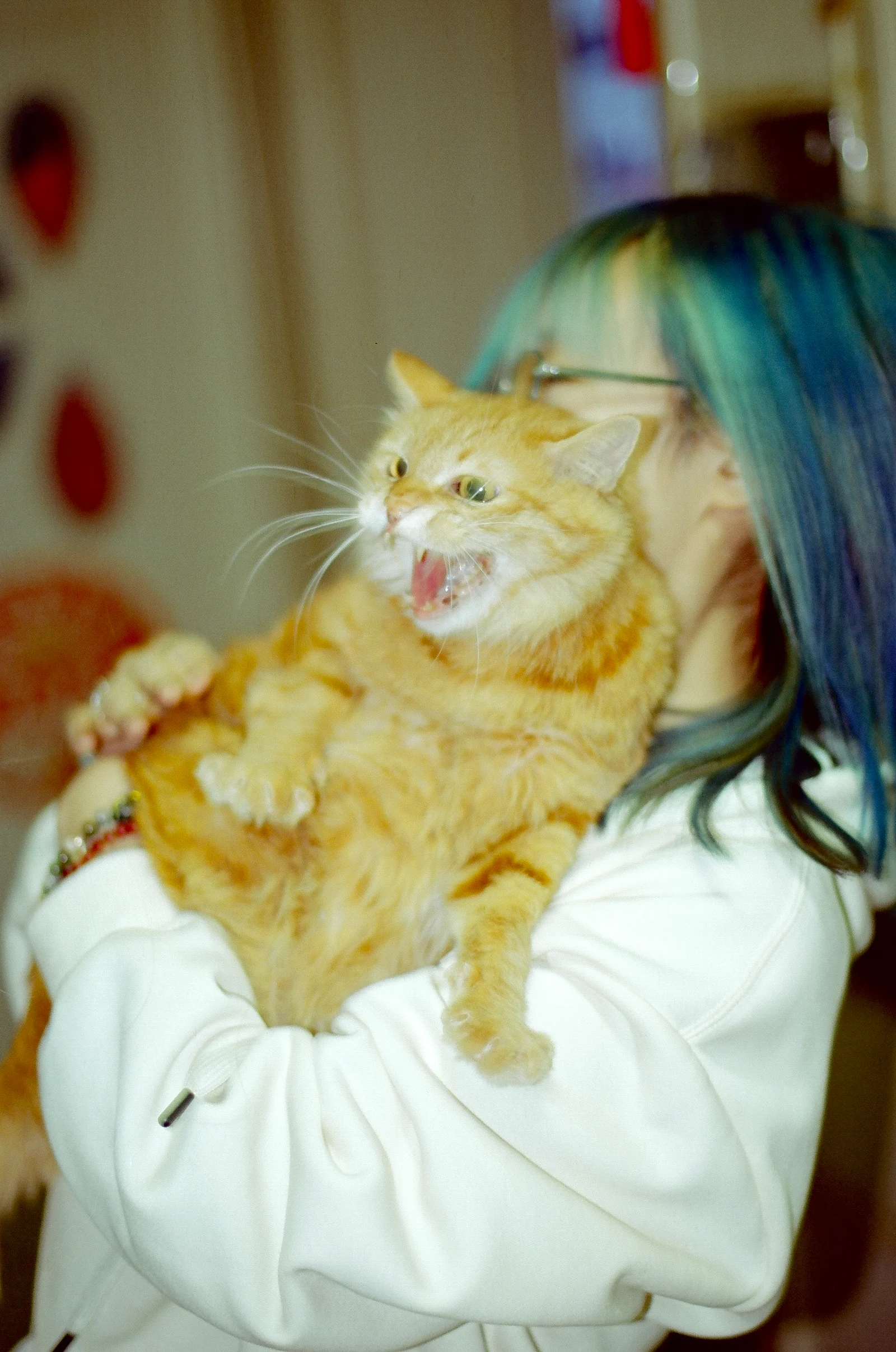 Amante e gato — 辰柏 · Canon kss2 · Kodak Gold 200