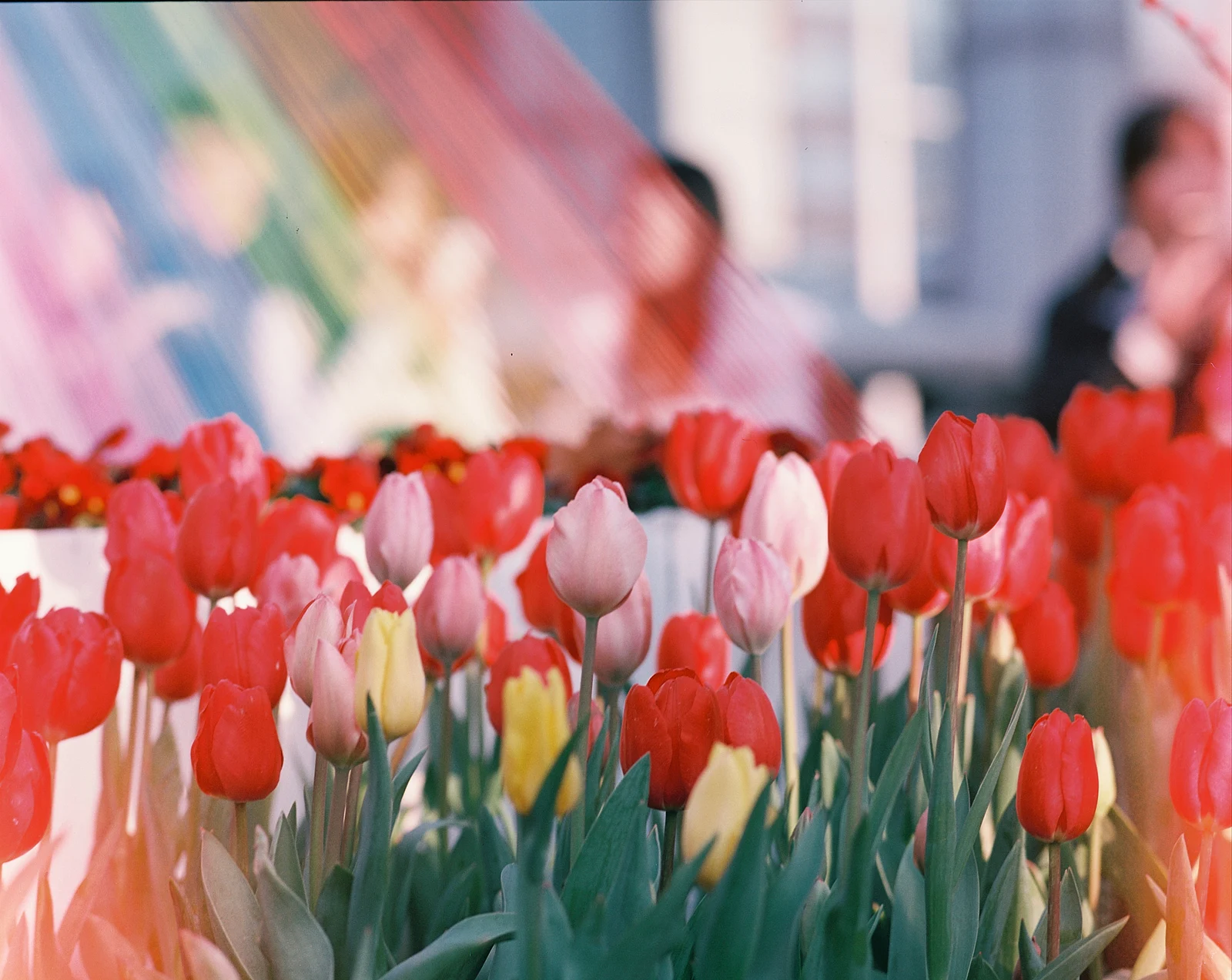 Los tulipanes del Año Nuevo chino. — 小白龙 · Bronica ETRS · Kodak Aerocolor IV 2460