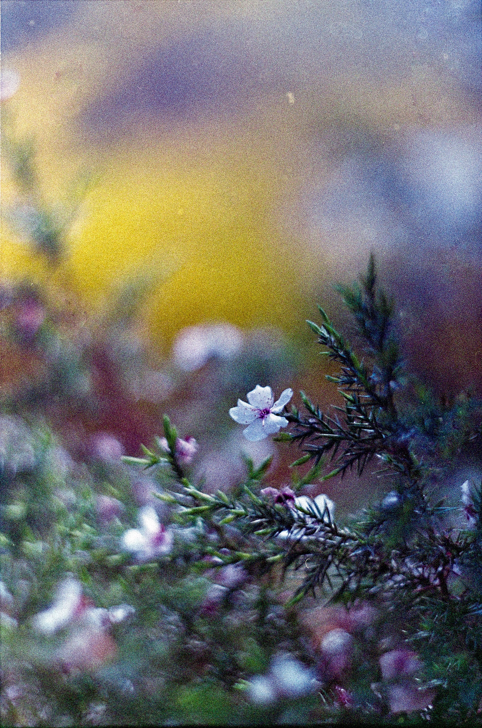Sin título — 自由park · Canon eos350 · Fuji S400