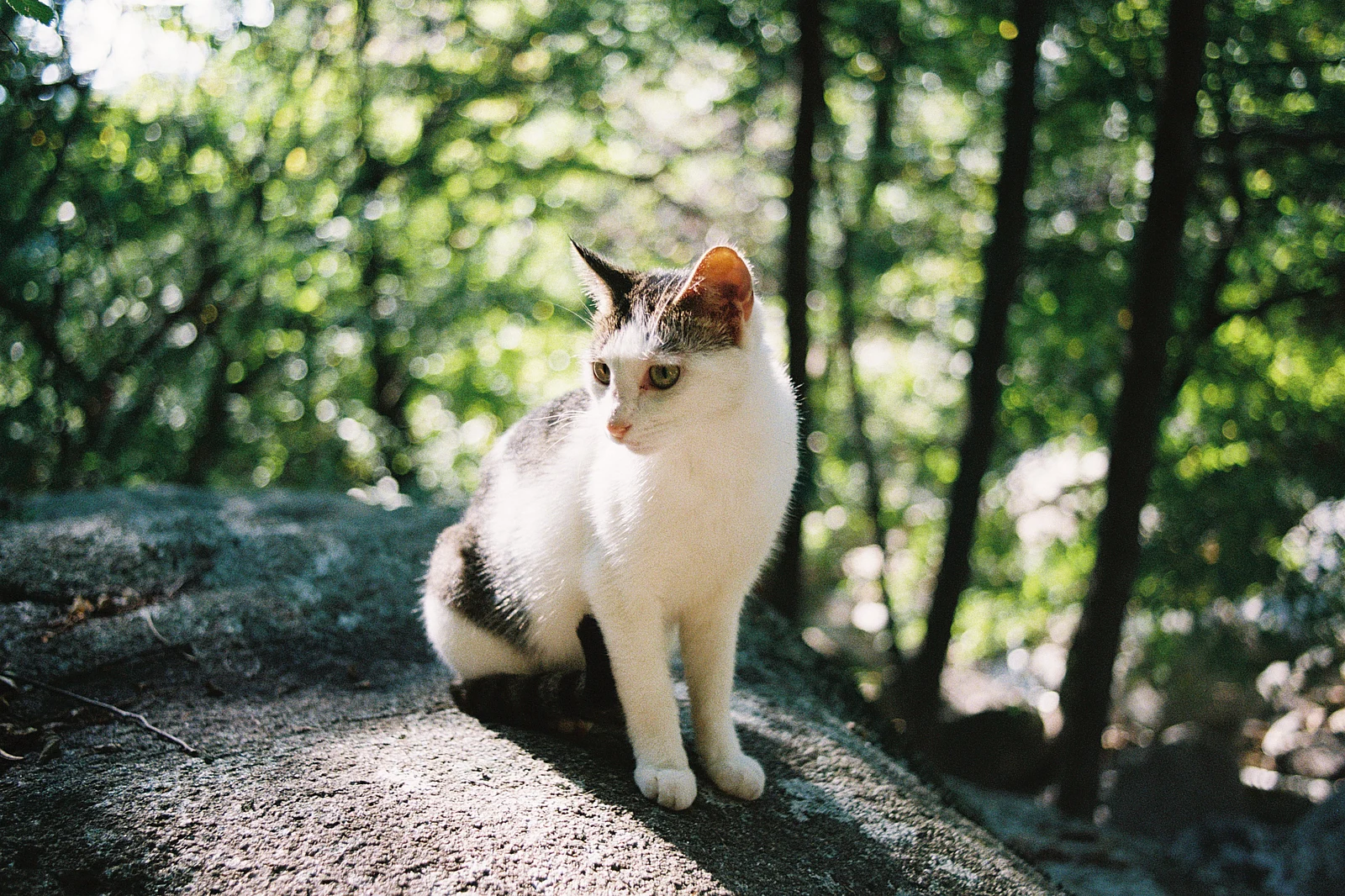 Mèo — 话说先生 · Nikon F2AS · Kodak UltraMax 400