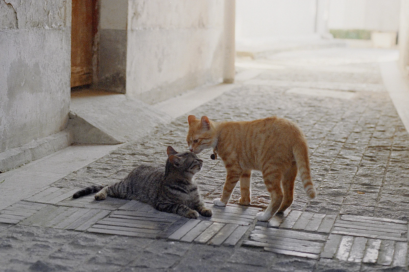 Dois pequenos inseparáveis — Lucky的Lucy · Olympus OM-1 · Kodak Vision3 500T 5219