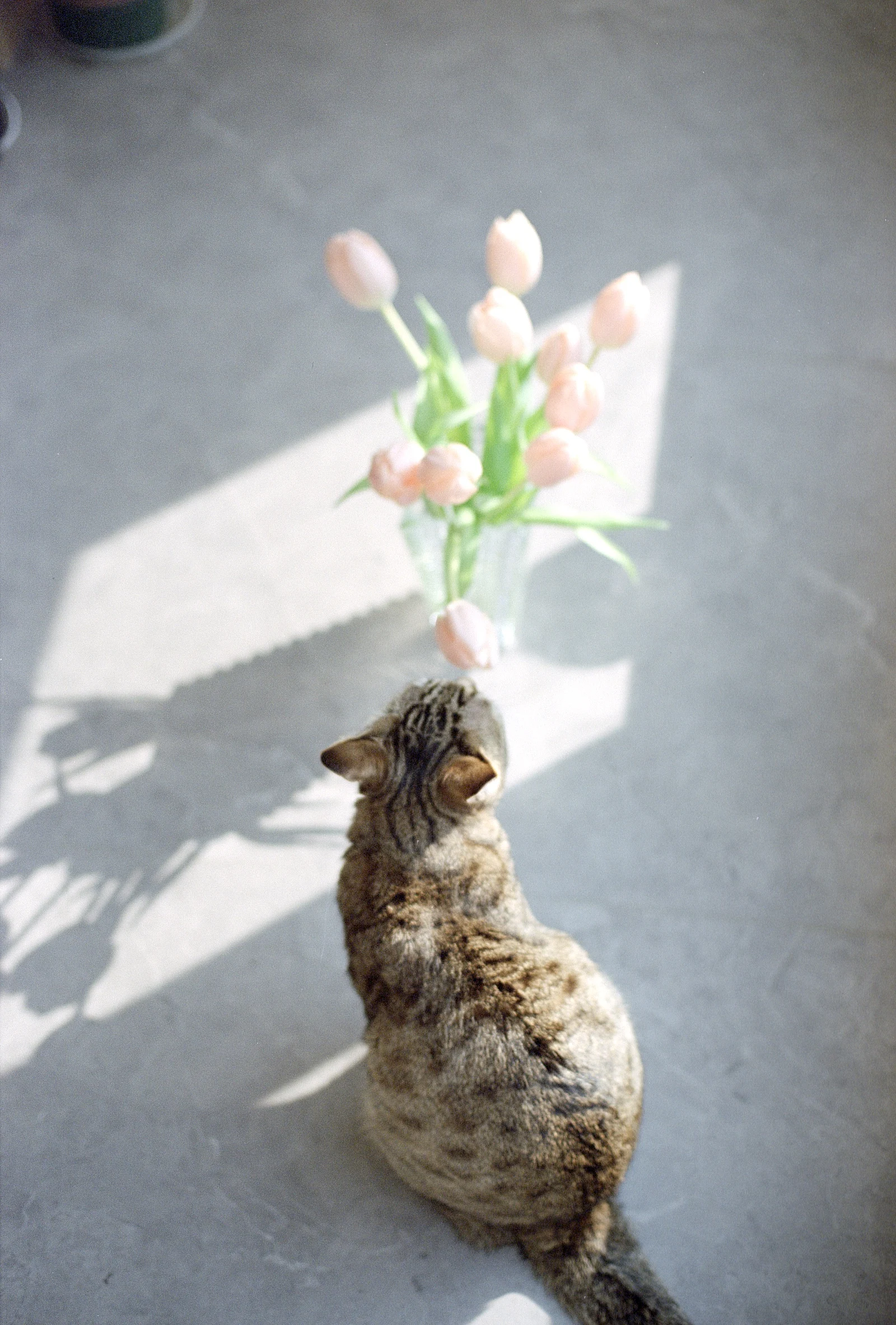 Huahua y la flor — 花名 · Nikon FM2 · Kodak Vision3 250D 5207