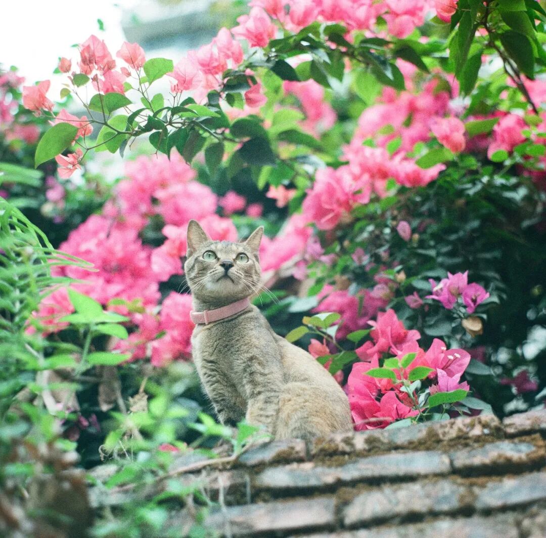《一只追鸟的猫》 LIZHIQIANG (China)